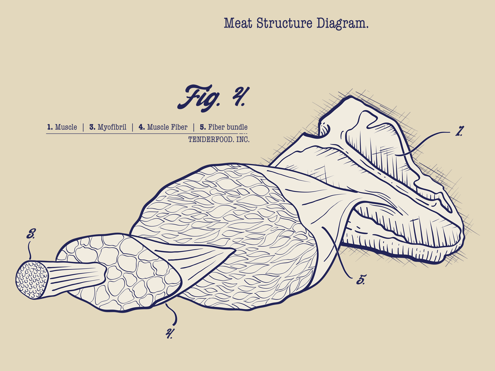 Meat alternative fibres technical line drawing